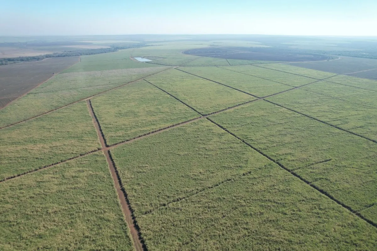 Cane fields on the Ubombo sugar estate in Eswatini