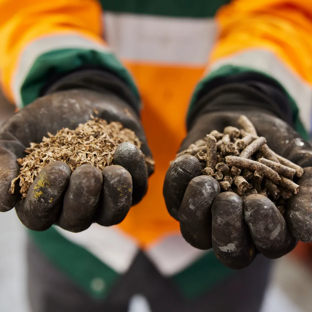 Pressed sugar beet pulp, which is a by-product from sugar production, and dried animal feed, which British Sugar manufactures from the pulp, Wissington, UK