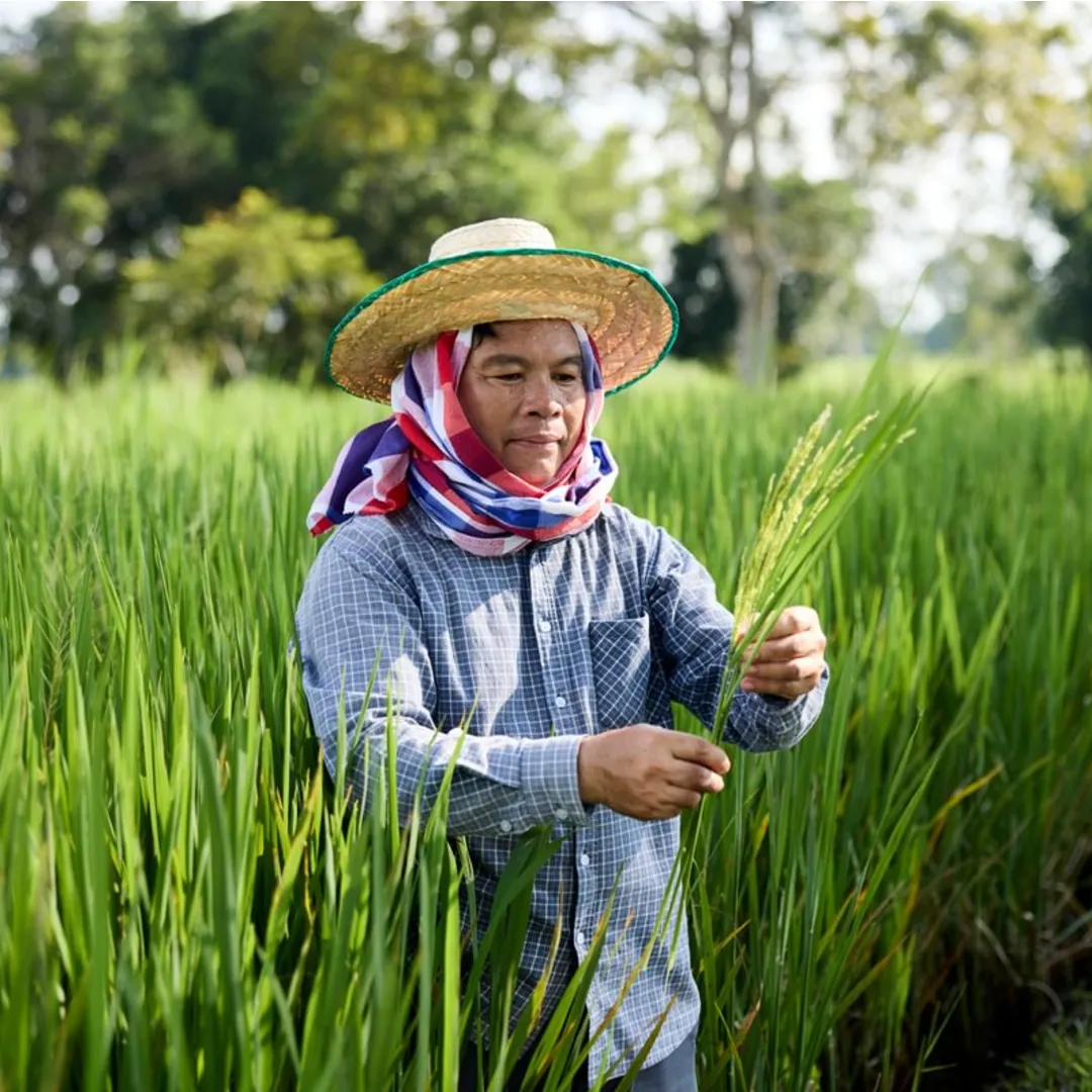 A farmer growing Hom Mali rice for Westmill using the Sustainable Rice Platform Standard, Thailand. 