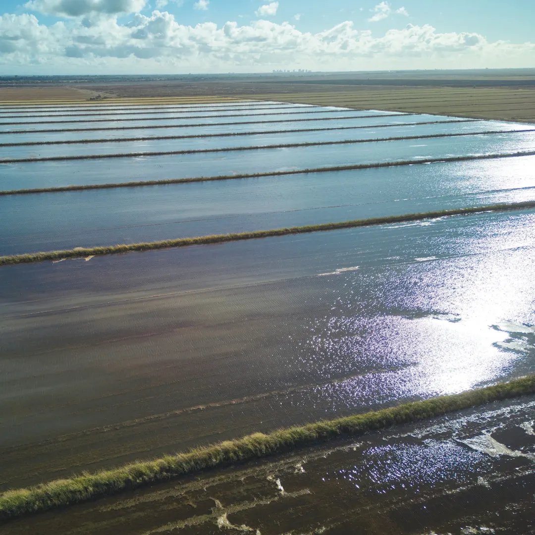 A harvested rice field, California, United States