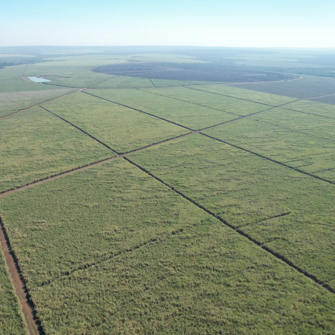 Cane fields on the Ubombo sugar estate, Eswatini