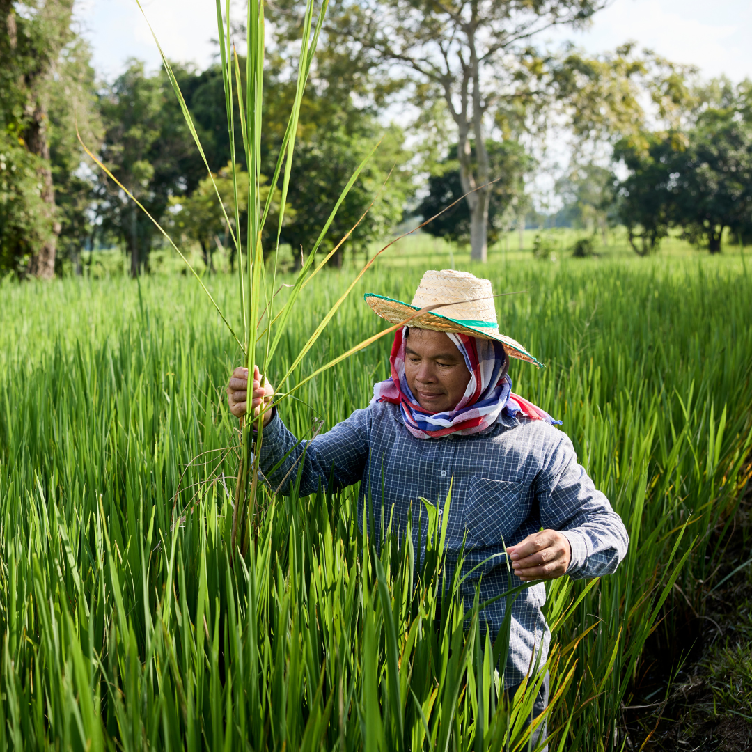 A rice farmer growing Hom Mali rice for Westmill using the Sustainable Rice Platform Standard, Thailand