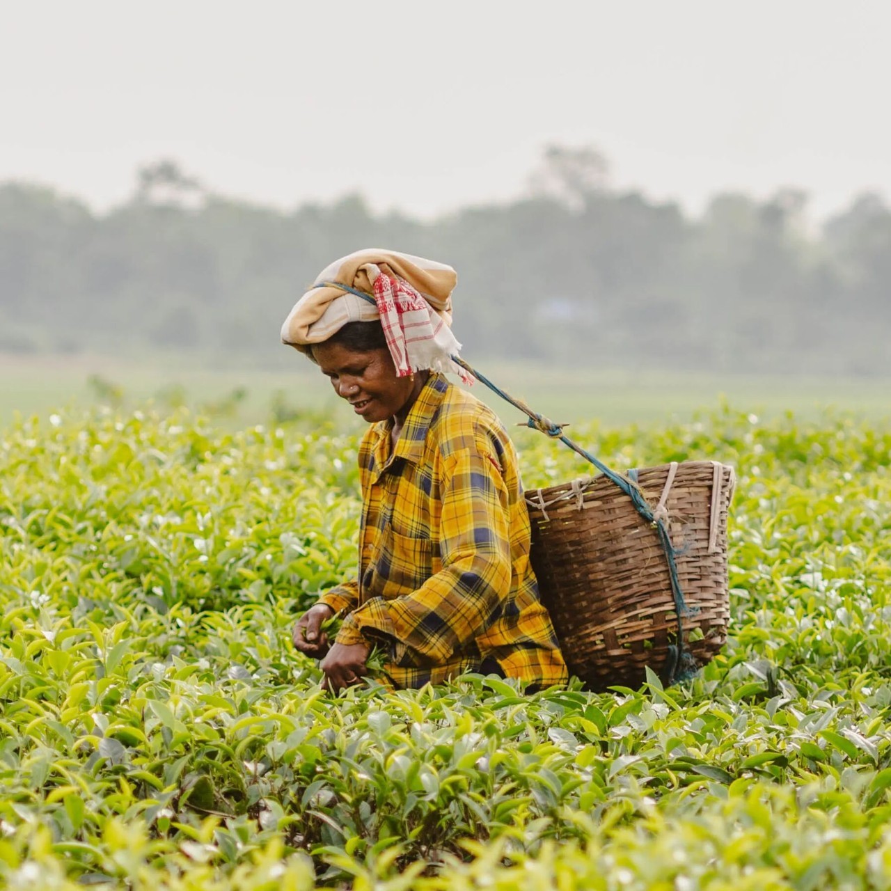 A tea worker plucking on a tea estate in Assam, India