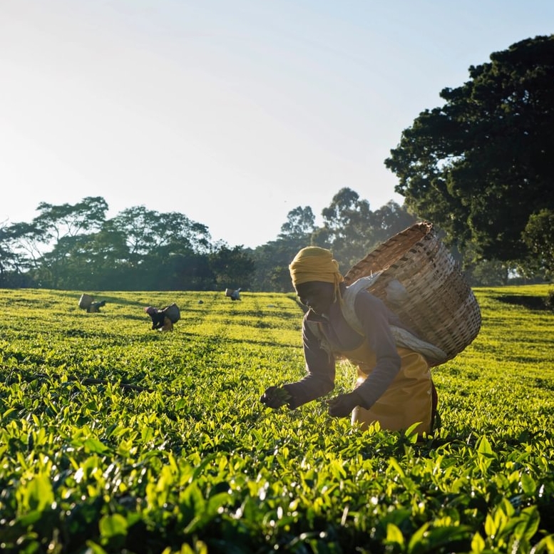 Tea workers on a tea estate in Kenya