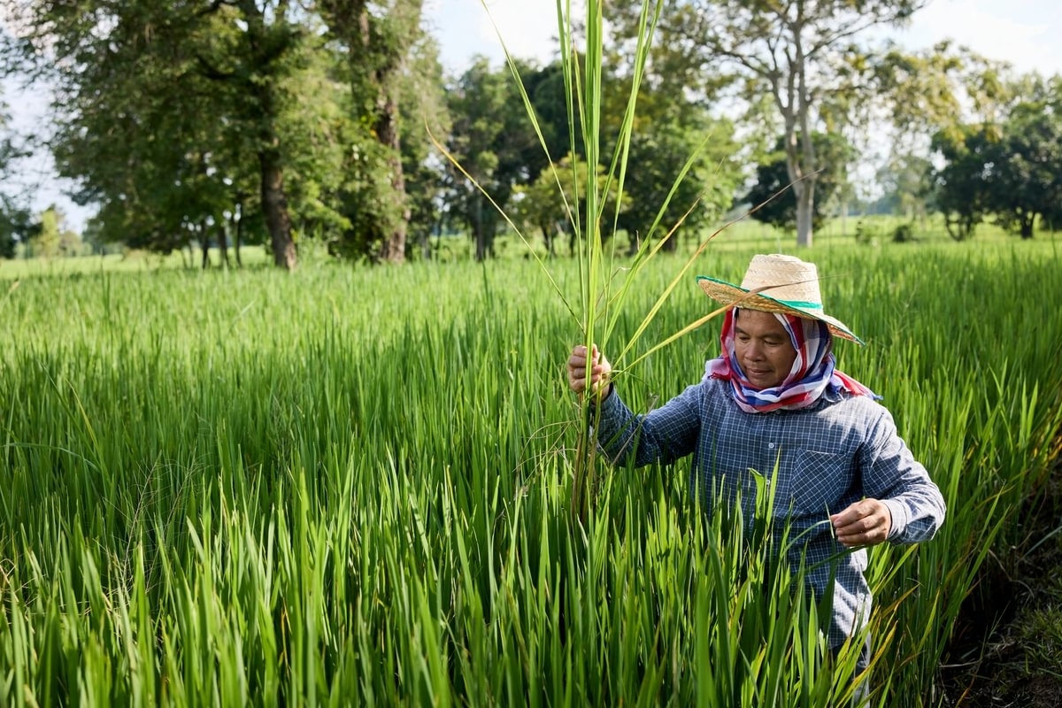 A rice farmer growing Hom Mali rice for Westmill using the Sustainable Rice Platform Standard, Ubon Ratchathani, Thailand