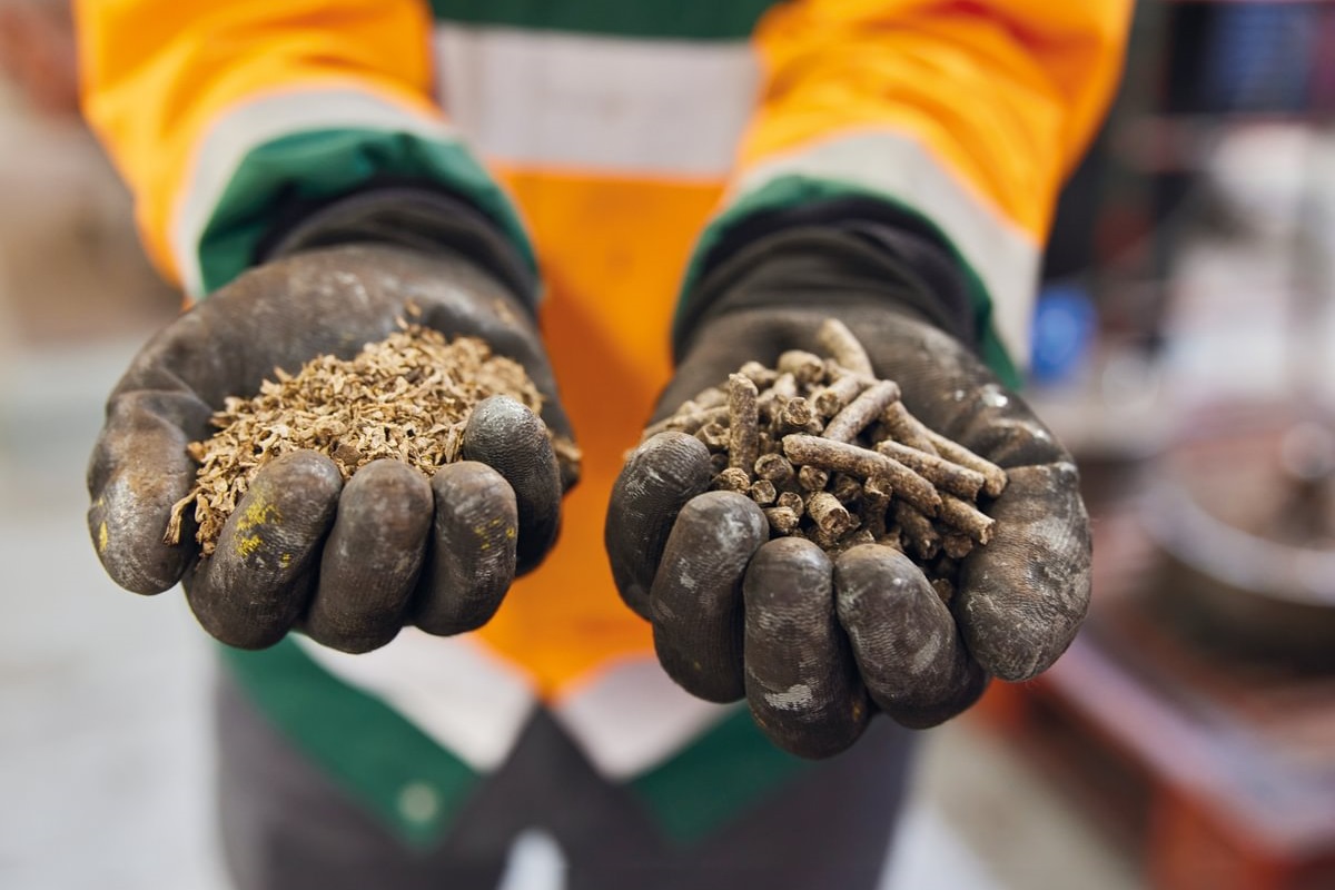 Pressed sugar beet pulp, which is a by-product from sugar production, and dried animal feed, which British Sugar manufactures from the pulp, Wissington, UK
