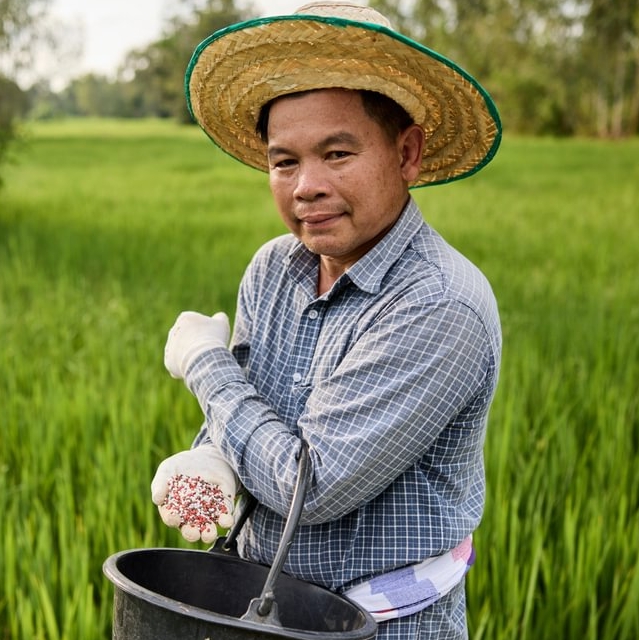 A farmer growing Hom Mali rice for Westmill using the Sustainable Rice Platform Standard, Ubon Ratchathani, Thailand. Farmers are trained to test local soil conditions and produce optimised fertilizer mixes that improve efficiency 