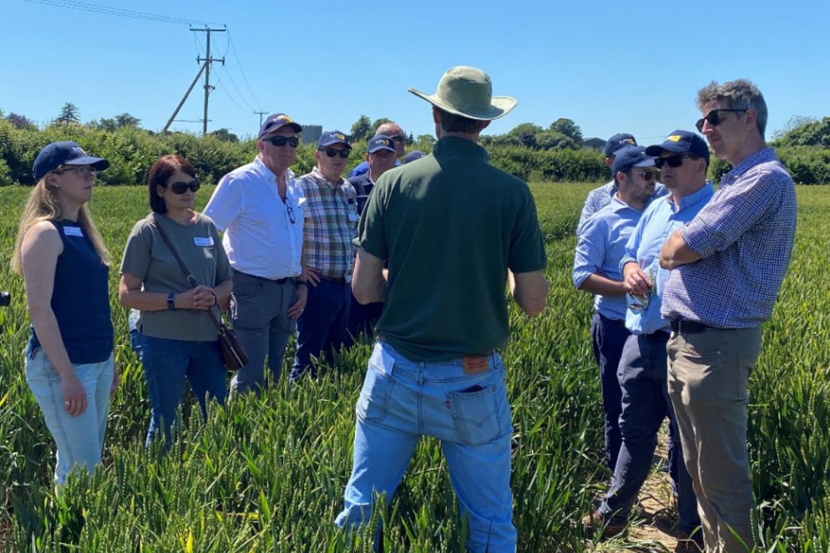 Allied Mills Wheat Sustainability Supply Project