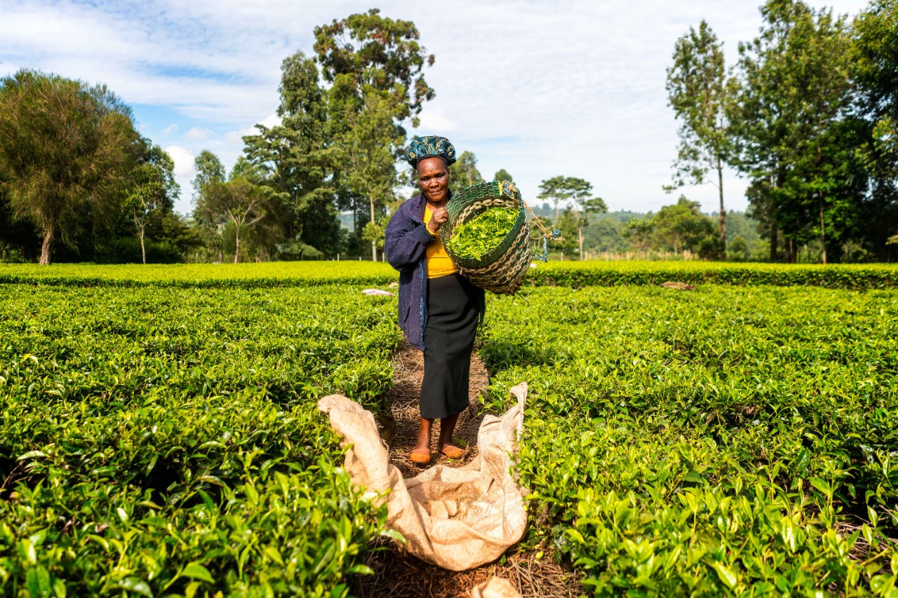 A smallholder farmer in Kenya