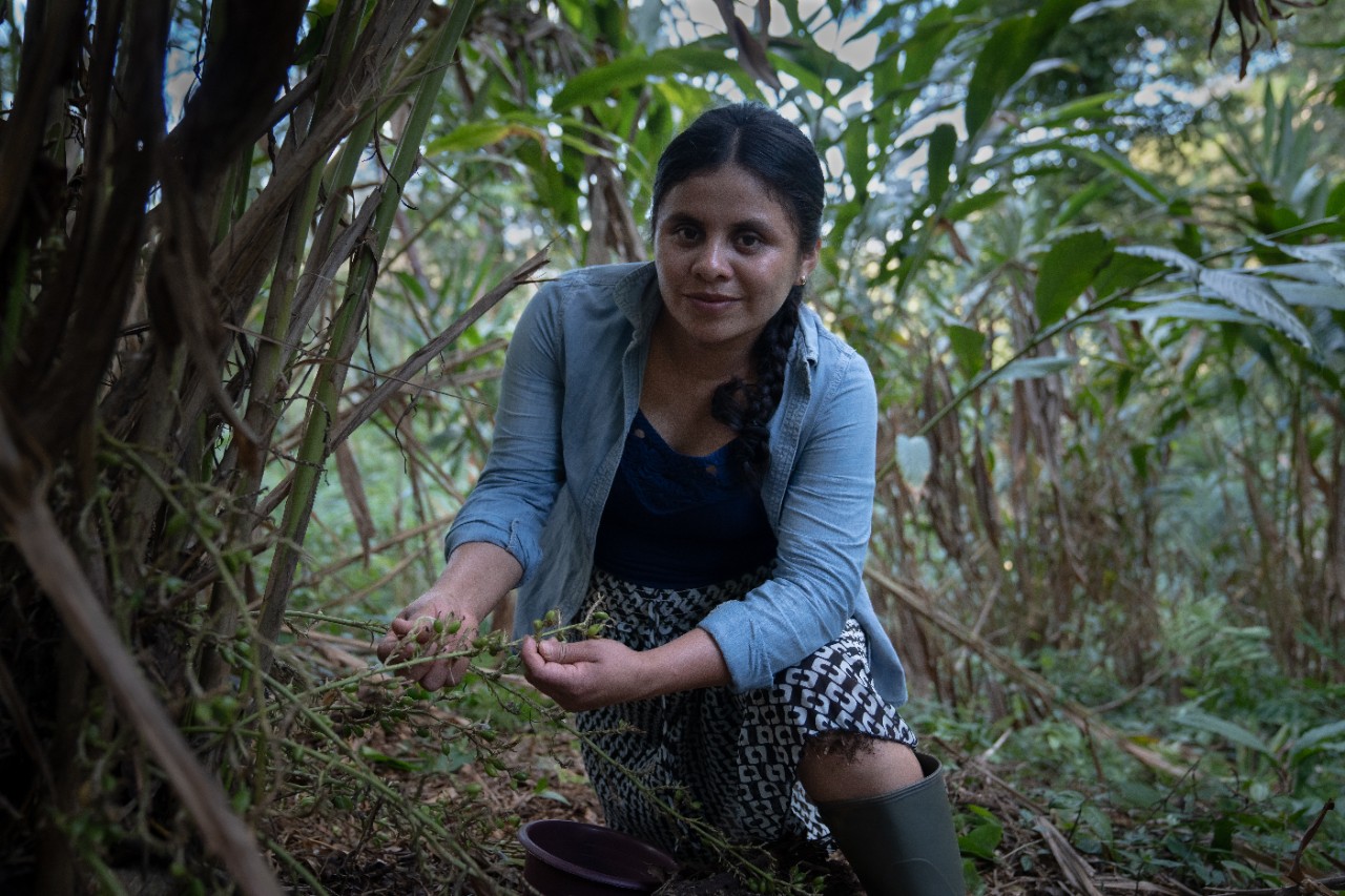 A cardamom farmer in Guatemala