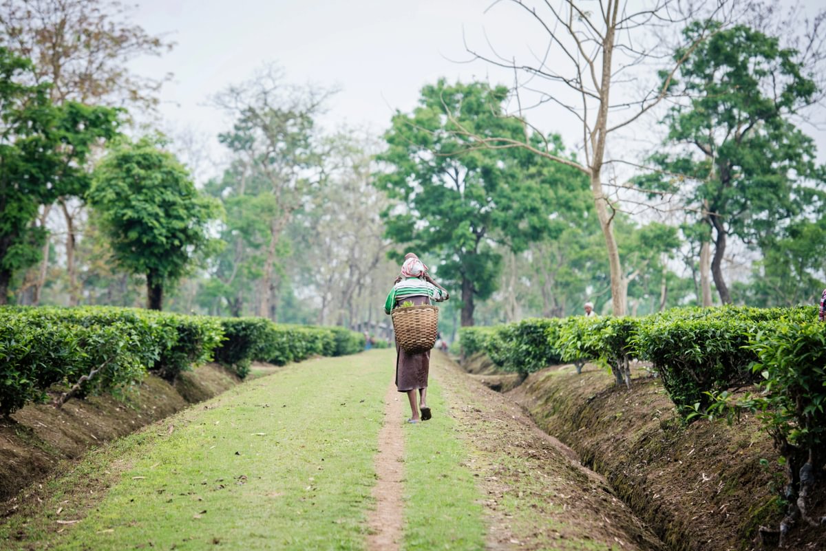 A tea worker walking through a tea estate in India
