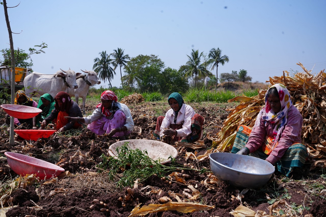 Turmeric farmers in India