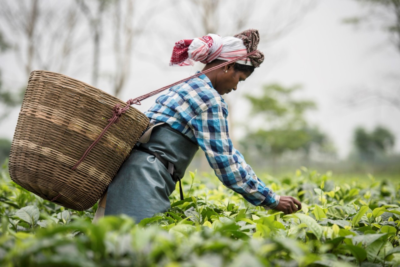 A tea picker in India