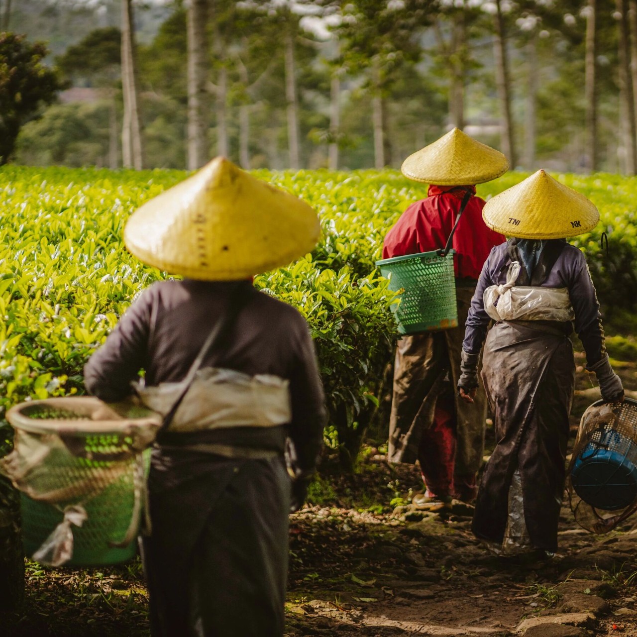 Tea workers in the Twinings supply chain, Indonesia