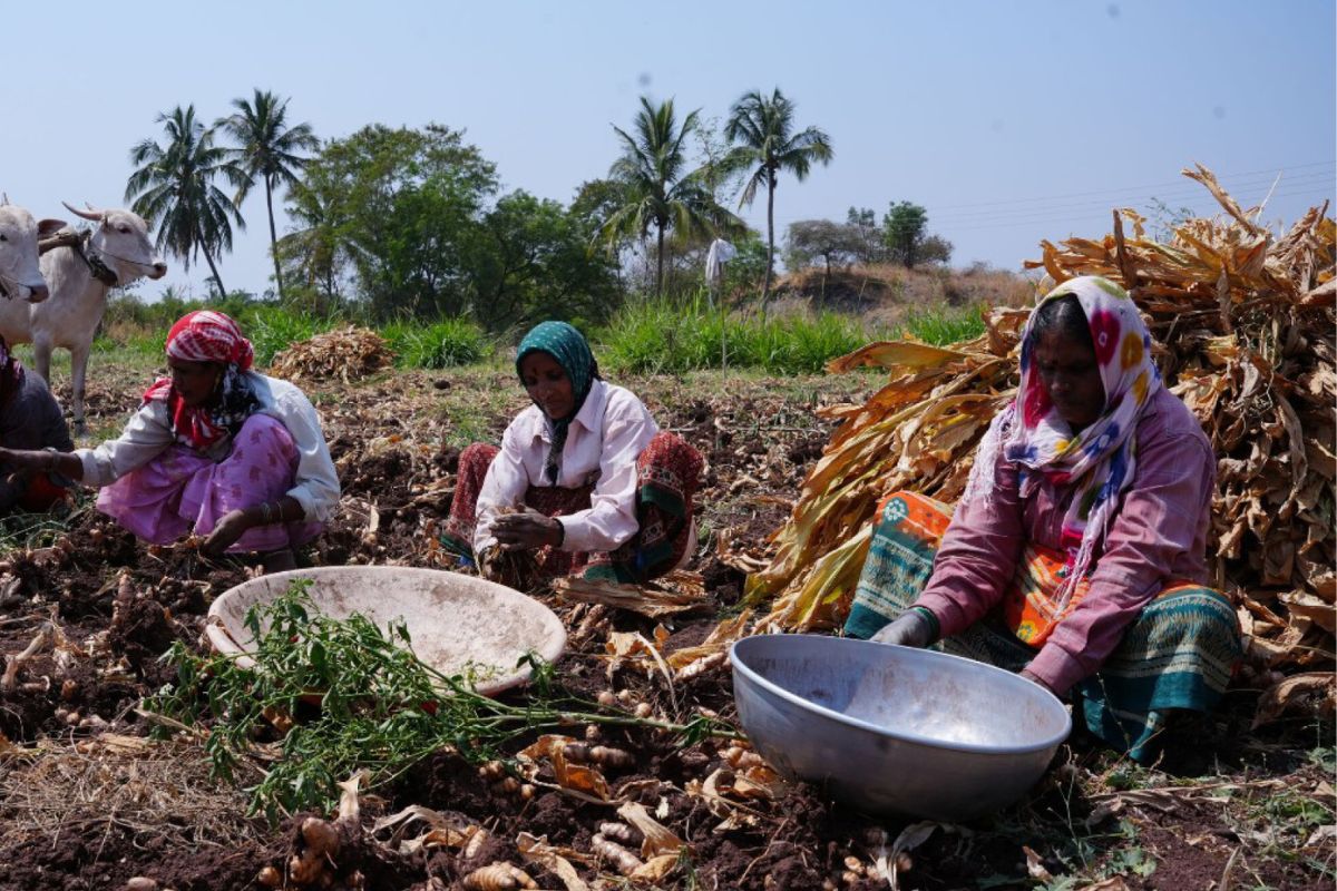 Westmill partners with AB Mauri to support turmeric farmers in India