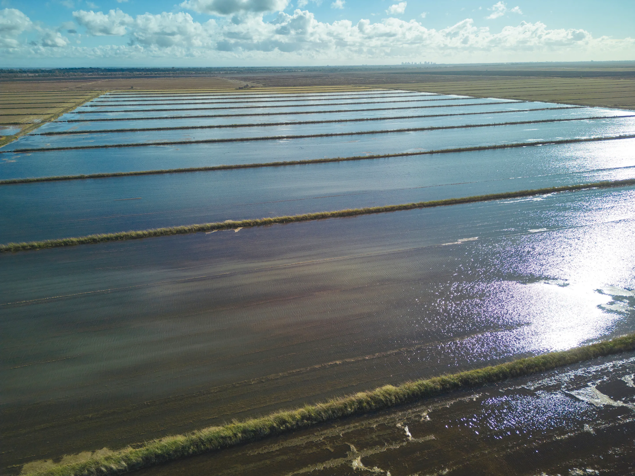 A harvested rice field, California, United States
