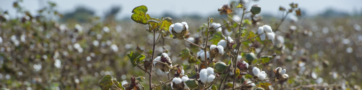 A farm in the Primark Cotton Project in India