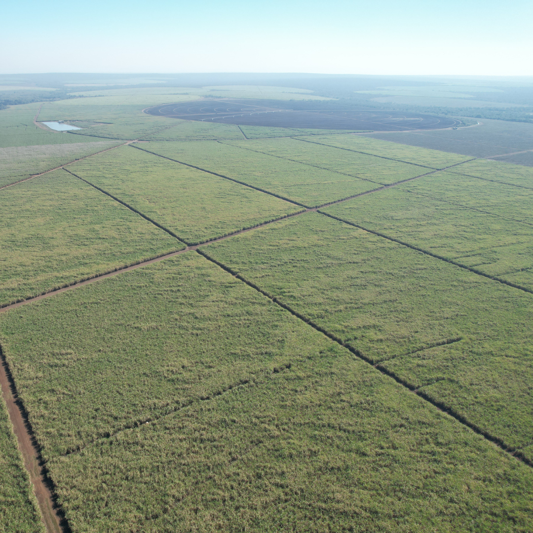 Cane fields on the Ubombo sugar estate, Eswatini
