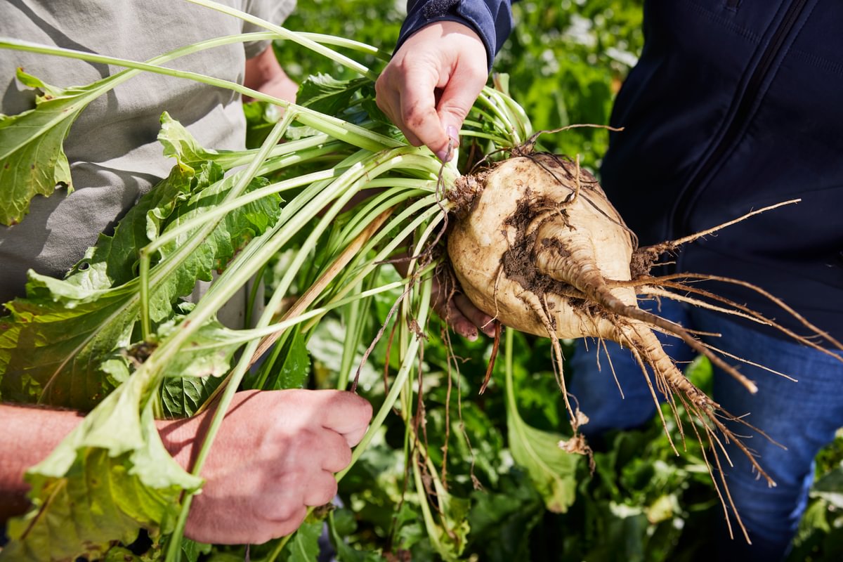 Background image test.