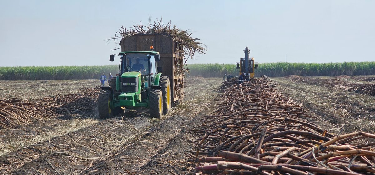 Harvesting of sugar cane at the Nakambala Estate in Zambia
