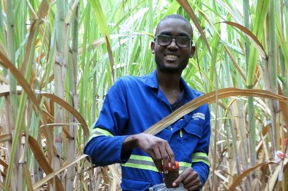 Soil samples being collected at the Nakambala estate, Zambia